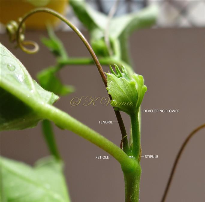  Stipules
